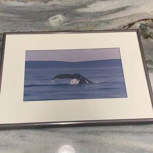 Whale Watcher’s Framed Photo